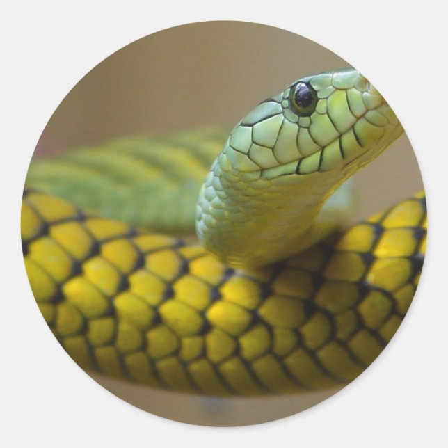 Snake Reptile Classic Round Sticker (Front)