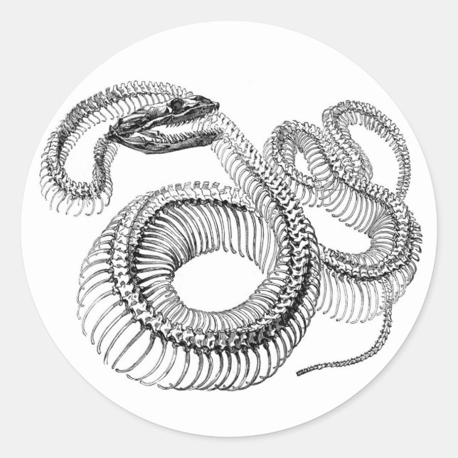 Snake Skeleton Stickers (Front)