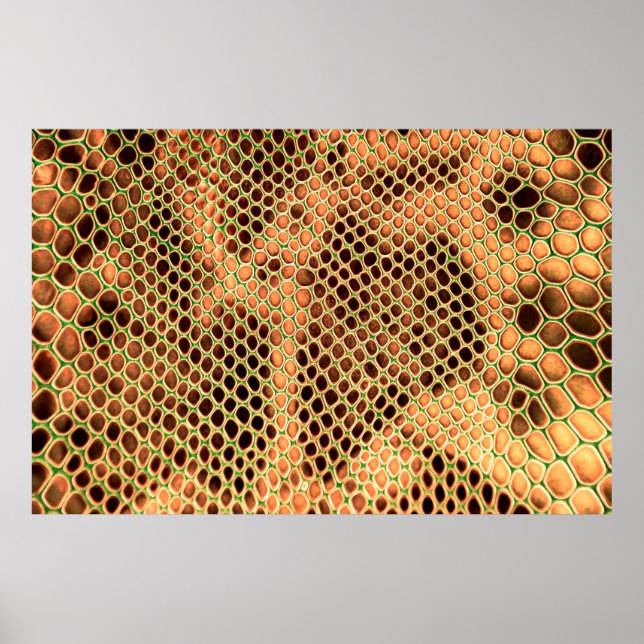 Snake skin background poster (Front)