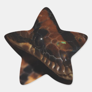 Snake Star Sticker