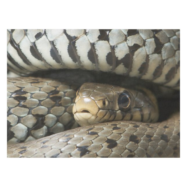 Snake Tablecloth (Front (Horizontal))