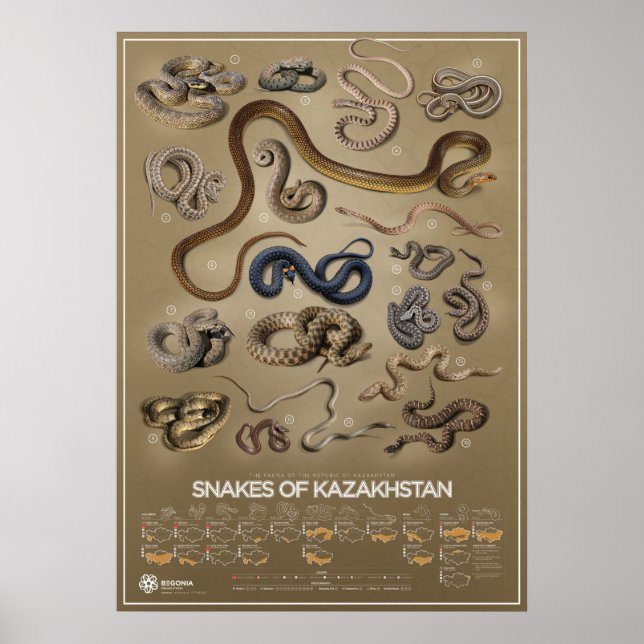 Snakes of Kazakhstan poster (Front)