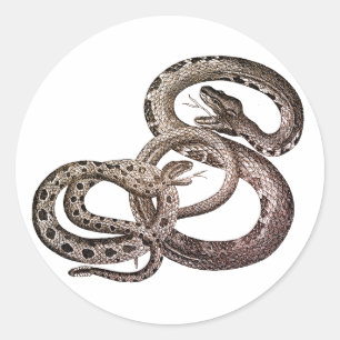 Snakes Stickers