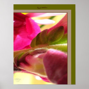 Snapdragon Blossom CloseUp PhotoPoster by gretchen Poster