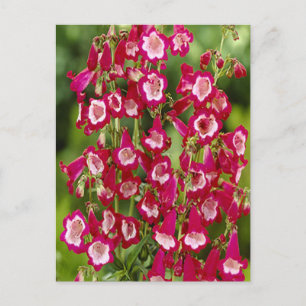 Snapdragon Flowers Postcard
