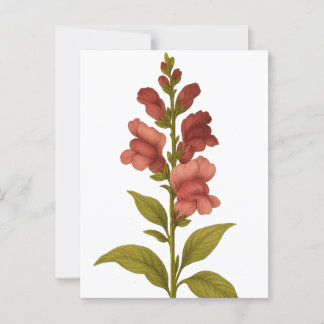 Snapdragon — Graciousness, deception Postcard