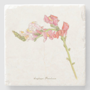 Snapdragon  stone coaster