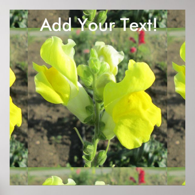 Snapdragon Yellow Flower Poster (Front)