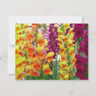 Snapdragons Colourful Floral