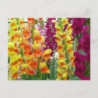 Snapdragons Colourful Floral Postcard