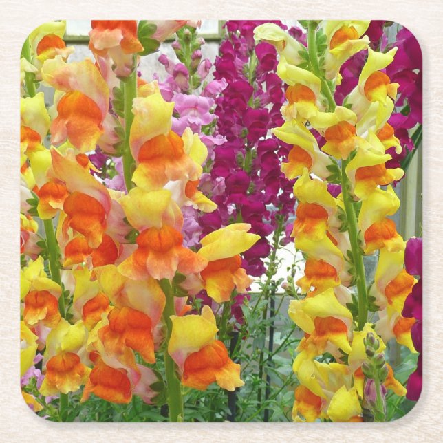 Snapdragons Colourful Floral Square Paper Coaster (Front)