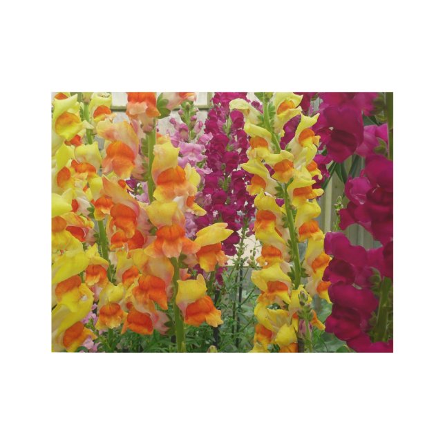 Snapdragons Colourful Floral Wood Poster (Front)
