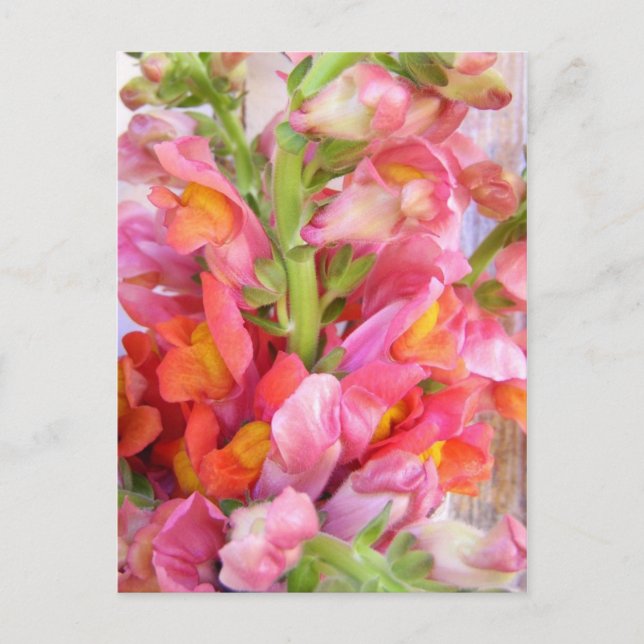 Snapdragons Postcard (Front)