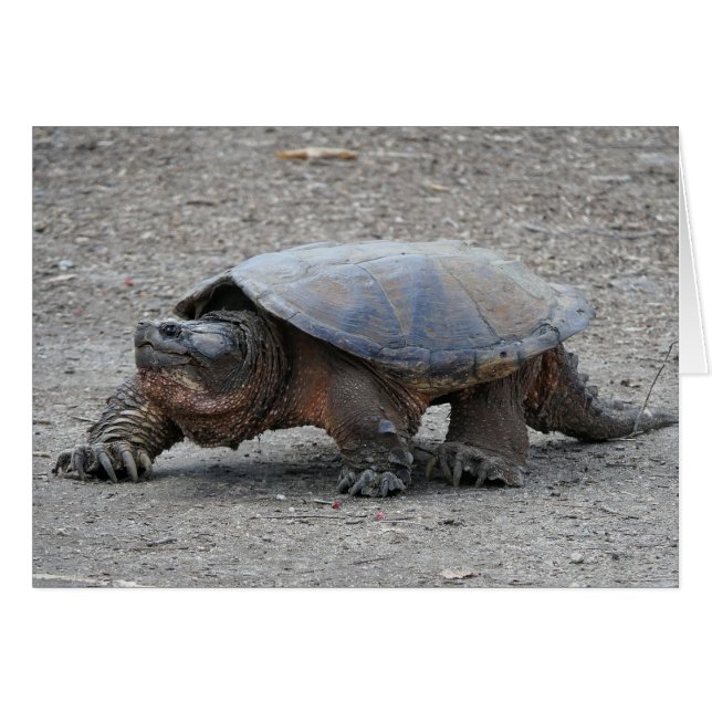 Snapping Turtle (Front Horizontal)