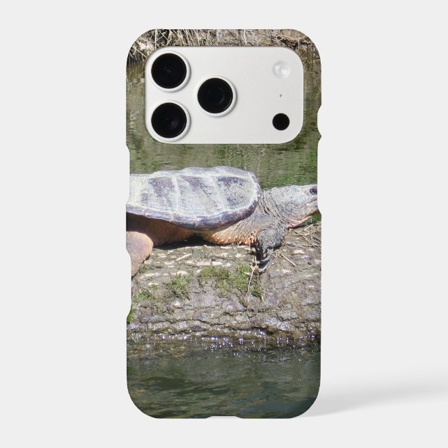 Snapping Turtle (Back)