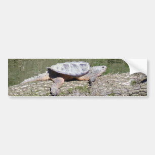 Snapping Turtle Bumper Sticker