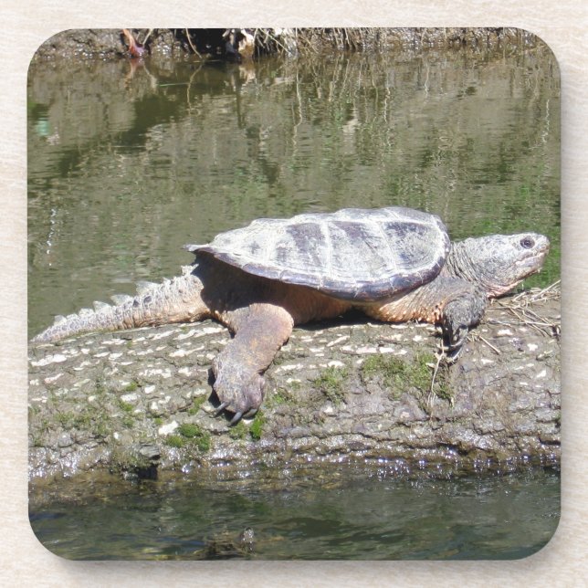 Snapping Turtle Coaster (Front)