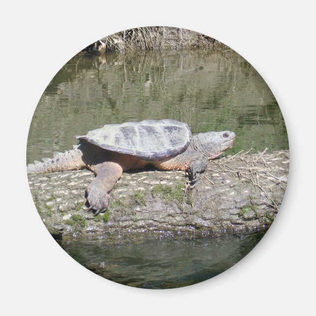 Snapping Turtle Magnet (Front)