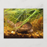 Snapping Turtle (New York)