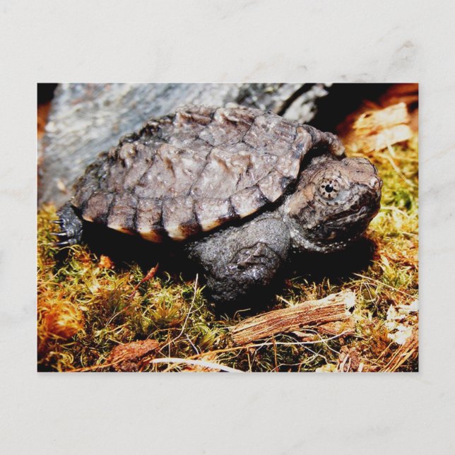 Snapping Turtle Postcard (Front)
