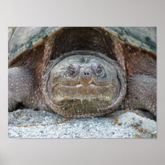 SNAPPING TURTLE POSTER