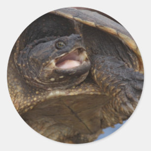 Snapping Turtle Stickers