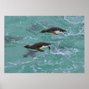 Snares Penguins Swimming Poster