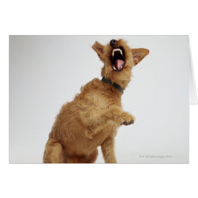 Snarling Dog (Front Horizontal)