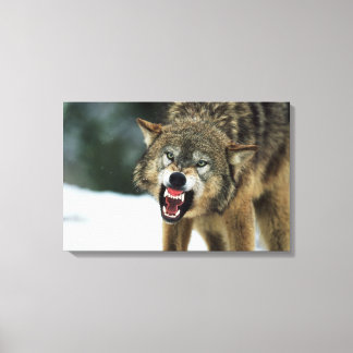 Snarling grey wolf canvas print