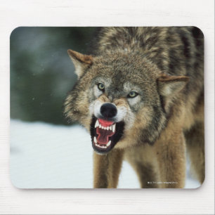 Snarling grey wolf mouse pad