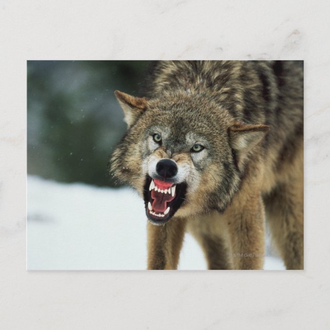 Snarling grey wolf postcard (Front)