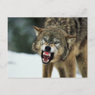 Snarling grey wolf postcard