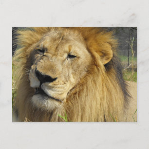 Snarling Lion Postcard
