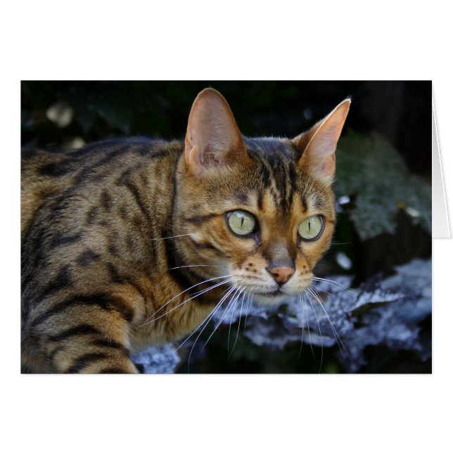 Sneaking Bengal Cat (Front Horizontal)