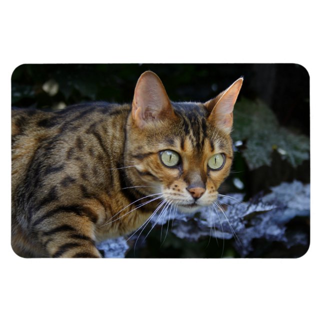 Sneaking Bengal Cat Magnet (Horizontal)