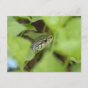 Sneaking Snake Postcard
