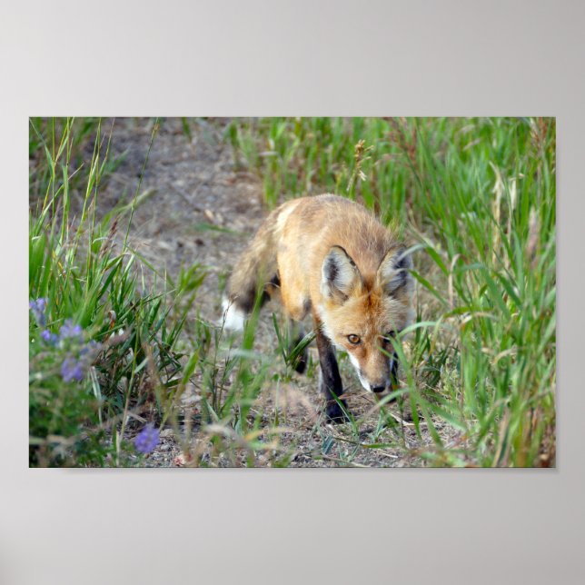Sneaky Red Fox, Colorado Poster (Front)