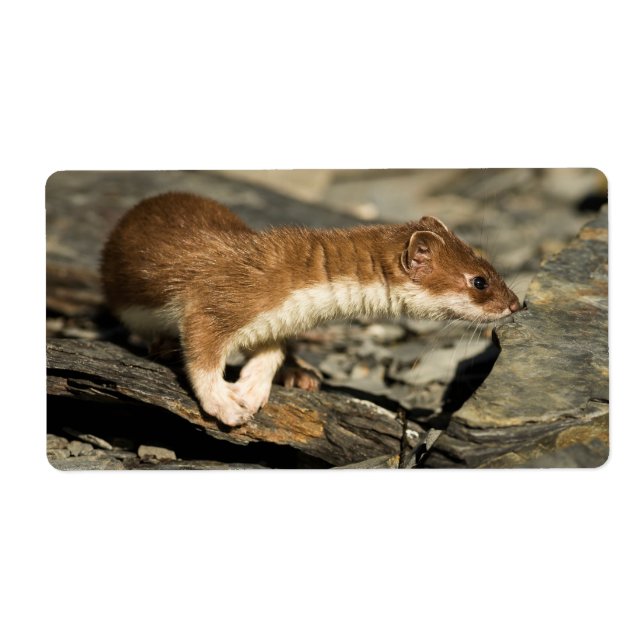 Sniffing Weasel (Front)