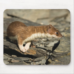 Sniffing Weasel Mouse Pad
