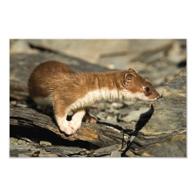 Sniffing Weasel Photo Print (Front)