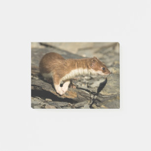 Sniffing Weasel Post-it Notes