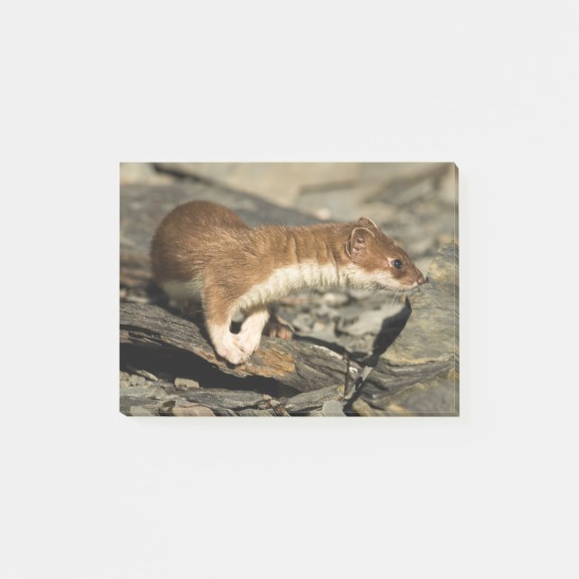 Sniffing Weasel Post-it Notes (Front)