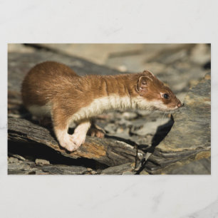 Sniffing Weasel Stationery
