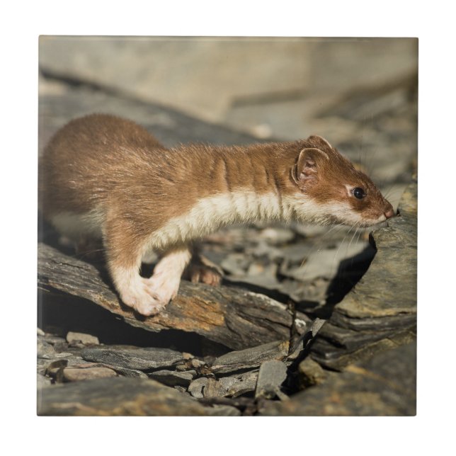 Sniffing Weasel Tile (Front)