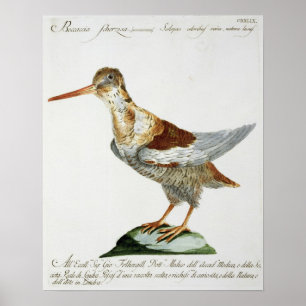 Snipe, c.1767-76 (hand coloured engraving) poster