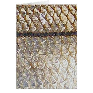 Snook - Card
