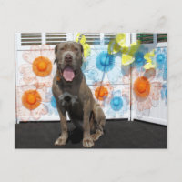 Snoop - Neopolitan Mastiff -3