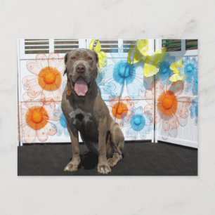Snoop - Neopolitan Mastiff -3 Postcard
