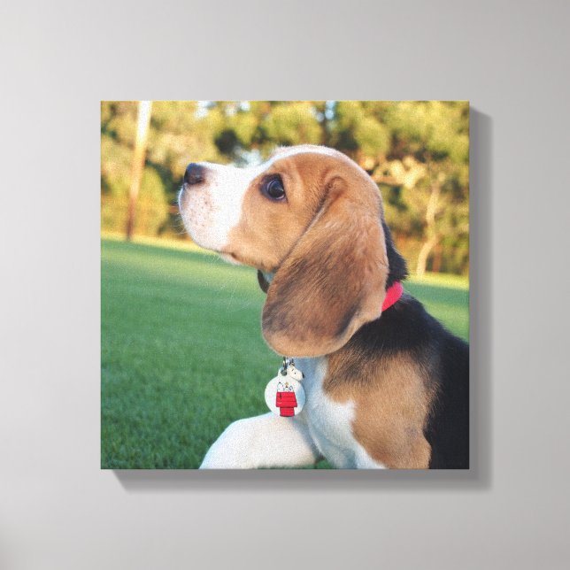 Snoopy Beagle Canvas (Front)
