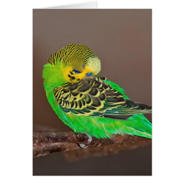 Snoozing Budgie Card (Front)